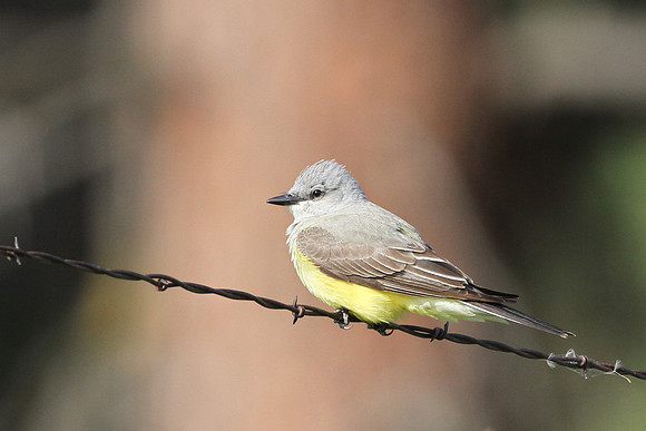 Western Kingbird