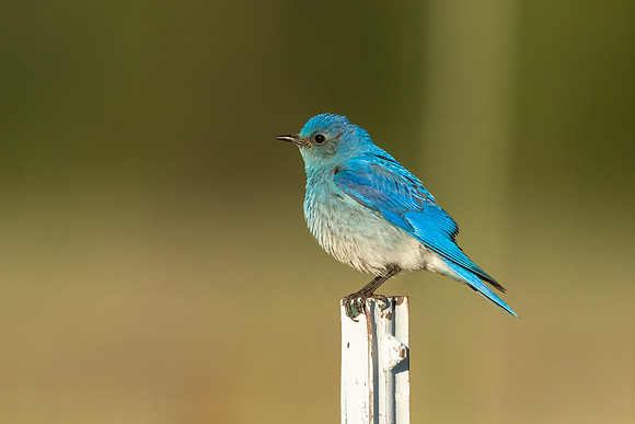 Bluebird On Post