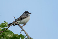 Eastern Kingbird on a Limb