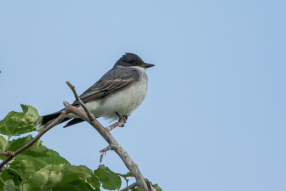 Eastern Kingbird on a Limb