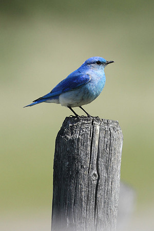 Mountain Bluebird on Post