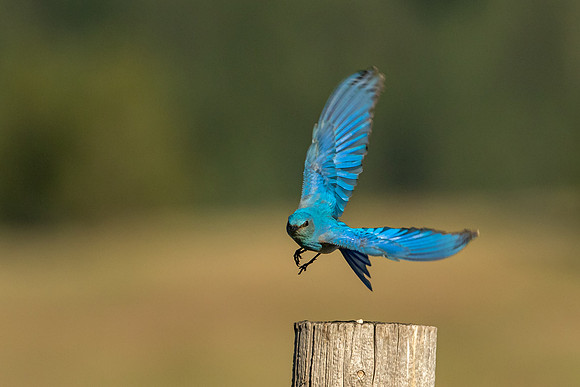 Mountain Bluebird Takes Flight