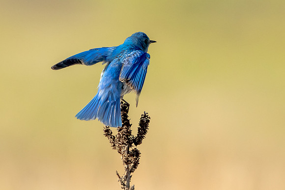 Mountain Bluebird at the Top