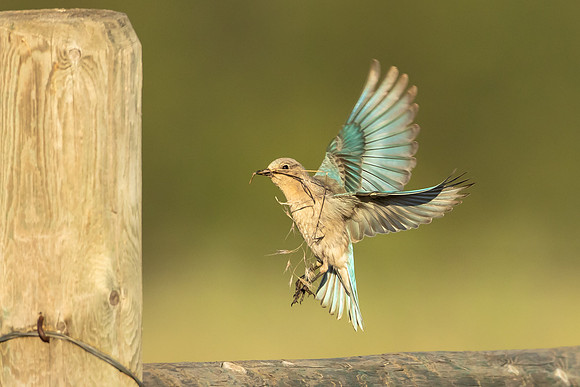Female Mountain Bluebird Nest Building