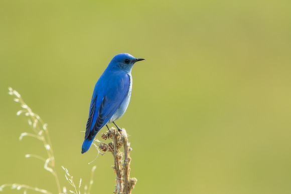 Mountain Bluebird
