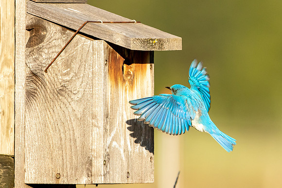 Mountain Bluebird Arrives Home