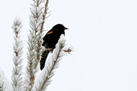 Red-winged Blackbird