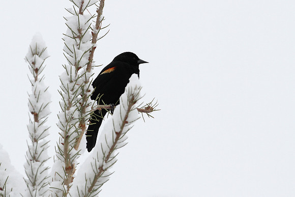 Red-winged Blackbird