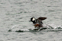 Hooded Merganser