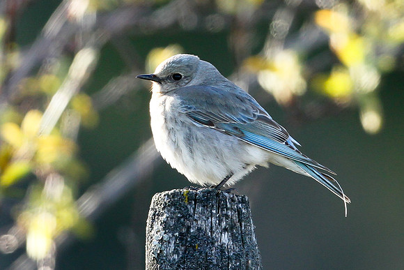 Mountain Bluebird (Up Close)