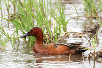 Cinnamon Teal