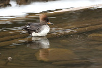 Hooded Merganser (Nonbreeding Male)