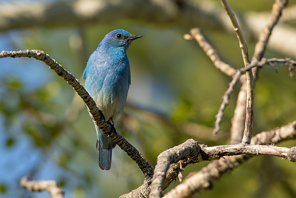 Mountain Bluebird