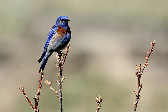 Western Bluebird