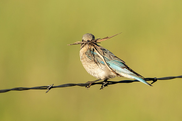 Female Mountain Bluebird