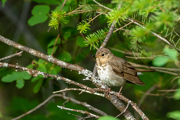 Swainson’s Thrush