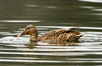 Female Mallard