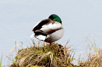 Mallard Male