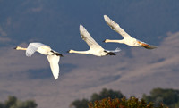 Birds of the Lakes, Marshes, and Streams Gallery