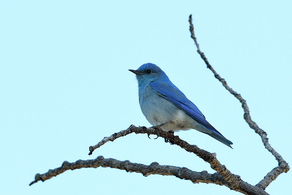 Blending Blues