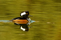 Hooded Merganser Swimming