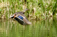 Mallard Female