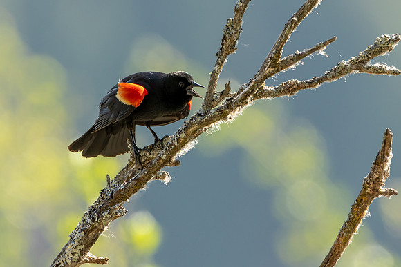 Red-winged Blackbird Calls
