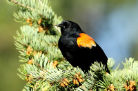 Red-winged Blackbird Summer