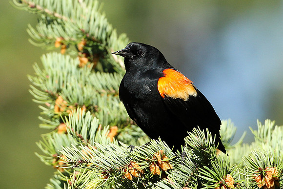 Red-winged Blackbird Summer