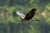 Blue Heron in Flight