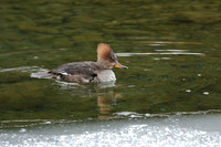 Hooded Merganser (Nonbreeding Male)