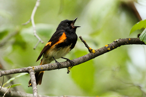 American Redstart