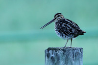 Wilson’s Snipe