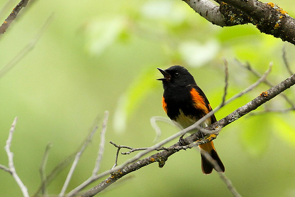 American Redstart Singing