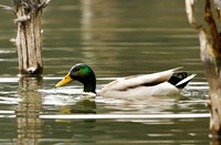Male Mallard