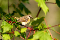 Female American Redstart