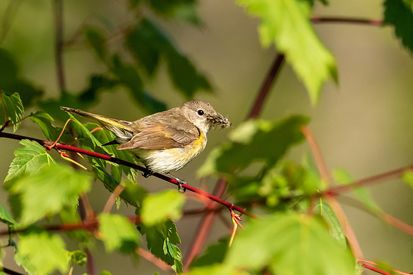 Female American Redstart