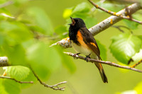 American Redstart Gallery