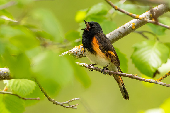 American Redstart Sings
