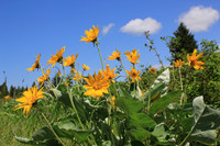 Arrowleaf Balsamroot