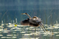 Blue Heron