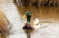 Mallard Duck Swimming  (Male)
