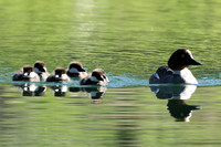 Common Goldeneye with Chicks
