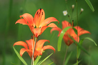 Rocky Mountain Lilly Group