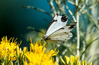 Arrowhead Blue Butterfly