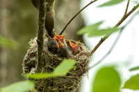 Female American Redstart Feeding Chicks