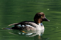 Common Goldeneye