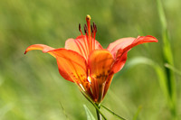 Rocky Mountain Lilly Solo