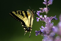 Western Tiger Swallowtail