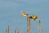 Western Meadowlarks Take Flight